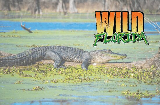 Wild Florida
